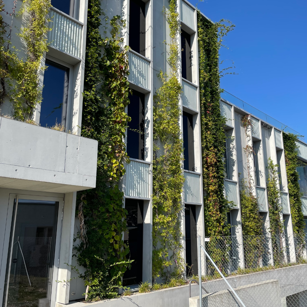 Bild einer Aussenfassade mit Begrünung